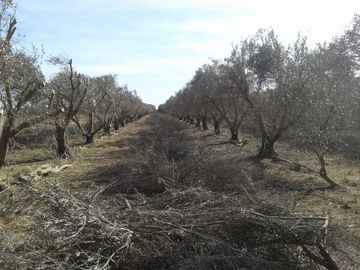 Lencke Vende - Campo en produccion de aceitunas - Capayan