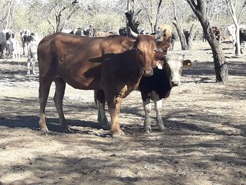 Lencke Vende - Campo en produccion de aceitunas - Capayan