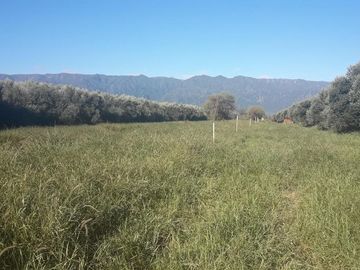 Lencke Vende - Campo en produccion de aceitunas - Capayan