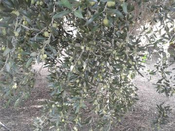 Lencke Vende - Campo en produccion de aceitunas - Capayan