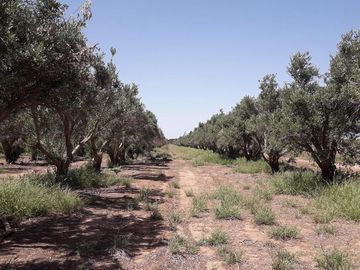 Lencke Vende - Campo en produccion de aceitunas - Capayan