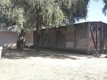 Lencke Vende - Campo en produccion de aceitunas - Capayan