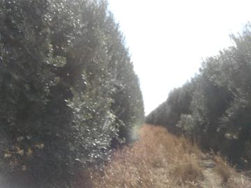 Lencke Vende - Campo en produccion de aceitunas - Capayan