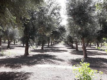 Lencke Vende - Campo en produccion de aceitunas - Capayan