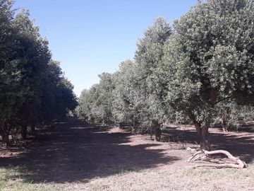 Lencke Vende - Campo en produccion de aceitunas - Capayan
