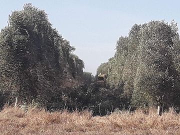 Lencke Vende - Campo en produccion de aceitunas - Capayan