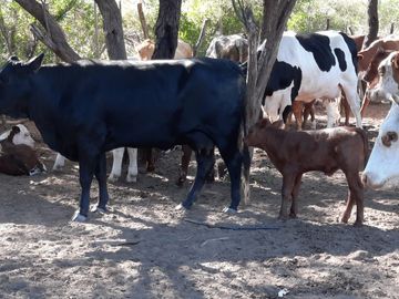 Lencke Vende - Campo en produccion de aceitunas - Capayan
