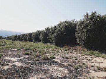 Lencke Vende - Campo en produccion de aceitunas - Capayan