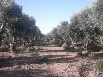 Lencke Vende - Campo en produccion de aceitunas - Capayan