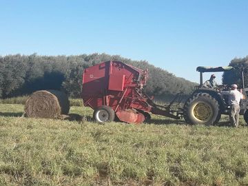 Lencke Vende - Campo en produccion de aceitunas - Capayan