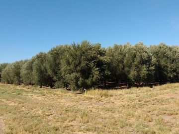 Lencke Vende - Campo en produccion de aceitunas - Capayan