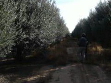 Lencke Vende - Campo en produccion de aceitunas - Capayan
