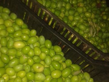 Lencke Vende - Campo en produccion de aceitunas - Capayan
