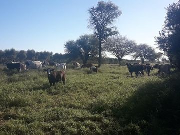 Lencke Vende - Campo en produccion de aceitunas - Capayan