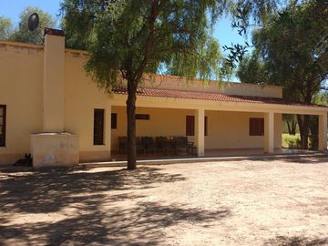 Lencke Vende - Campo en produccion de aceitunas - Capayan