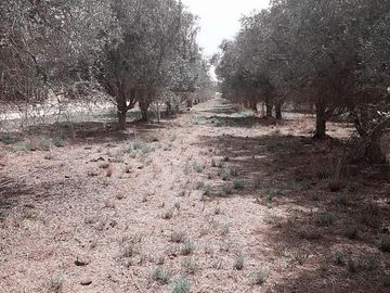 Lencke Vende - Campo en produccion de aceitunas - Capayan
