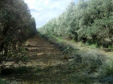 Lencke Vende - Campo en produccion de aceitunas - Capayan