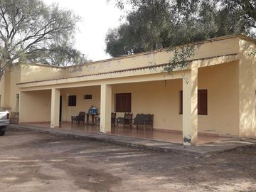 Lencke Vende - Campo en produccion de aceitunas - Capayan