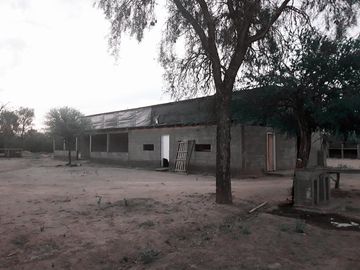 Lencke Vende - Campo en produccion de aceitunas - Capayan