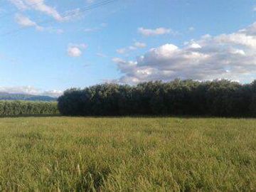 Lencke Vende - Campo en produccion de aceitunas - Capayan