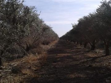 Lencke Vende - Campo en produccion de aceitunas - Capayan