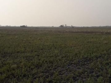 Lencke Vende - Campo en produccion de aceitunas - Capayan