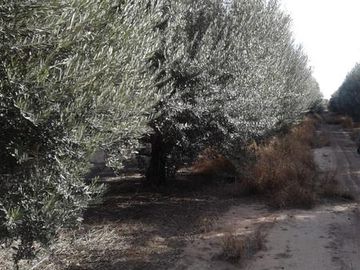 Lencke Vende - Campo en produccion de aceitunas - Capayan