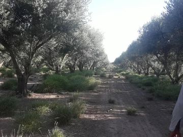 Lencke Vende - Campo en produccion de aceitunas - Capayan