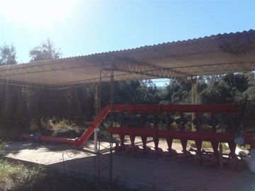 Lencke Vende - Campo en produccion de aceitunas - Capayan