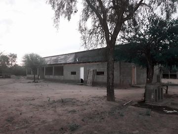 Lencke Vende - Campo en produccion de aceitunas - Capayan