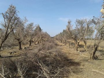 Lencke Vende - Campo en produccion de aceitunas - Capayan