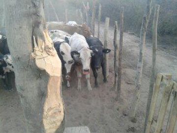 Lencke Vende - Campo en produccion de aceitunas - Capayan