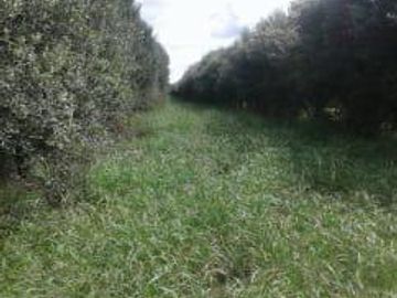 Lencke Vende - Campo en produccion de aceitunas - Capayan