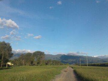 Lencke Vende - Campo en produccion de aceitunas - Capayan