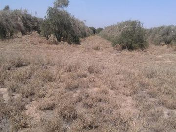 Lencke Vende - Campo en produccion de aceitunas - Capayan