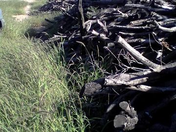 Lencke Vende - Campo en produccion de aceitunas - Capayan