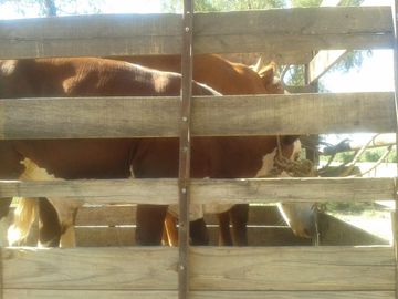 Lencke Vende - Campo en produccion de aceitunas - Capayan