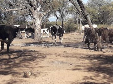 Lencke Vende - Campo en produccion de aceitunas - Capayan