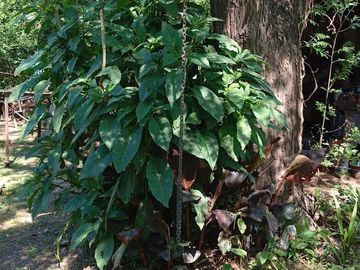 Casa en venta - 3 Dormitorios 1 Baño - Escobar