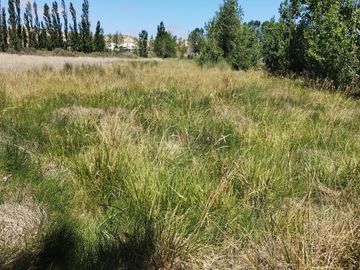 Chacra con cortina de Álamos zona Cancha de Racing , detrás de estación de servicio.