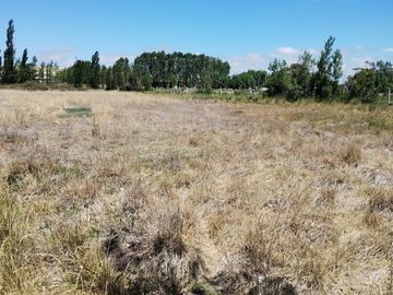 Chacra con cortina de Álamos zona Cancha de Racing , detrás de estación de servicio.