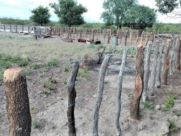 GREENWOOD VENDE CAMPO GANADERO EN SAN RAFAEL DE 5522Ha.