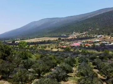 Terreno en venta en Arteaga Coahuila con mas de 250 manzanos maduros