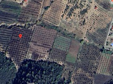 Terreno en venta en Arteaga Coahuila con mas de 250 manzanos maduros