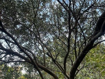 Casa en venta - 8 Dormitorios 5 Baños - Cochera - 1.160Mts2 - Villa Ballester