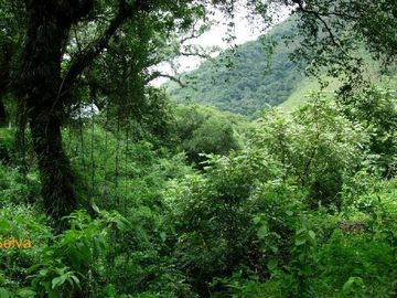 Campo en venta de 7300 has en Oran, Salta - IDEAL INVERSORES, PARA DESARROLLAR- Bonos Verdes