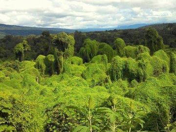 Campo en venta de 7300 has en Oran, Salta - IDEAL INVERSORES, PARA DESARROLLAR- Bonos Verdes