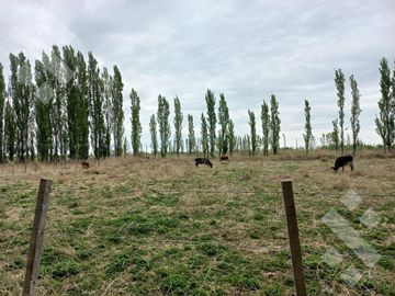 En Venta, Chacras Productivas de 34 Ha, Entre Lamarque y Pomona.