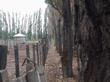 En Venta, Chacras Productivas de 34 Ha, Entre Lamarque y Pomona.