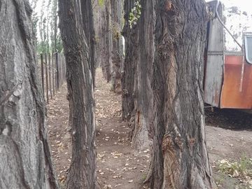 En Venta, Chacras Productivas de 34 Ha, Entre Lamarque y Pomona.